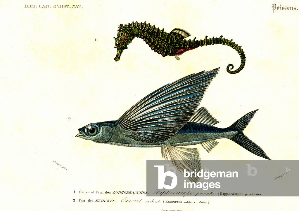 Image of Engraving depicting Hippocampus punctutatus and Exoecoetus volitans 1849