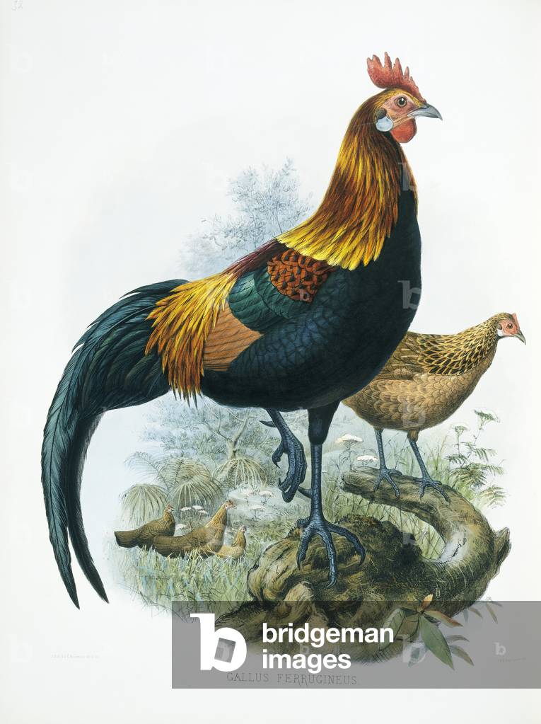 "Gallus gallus"