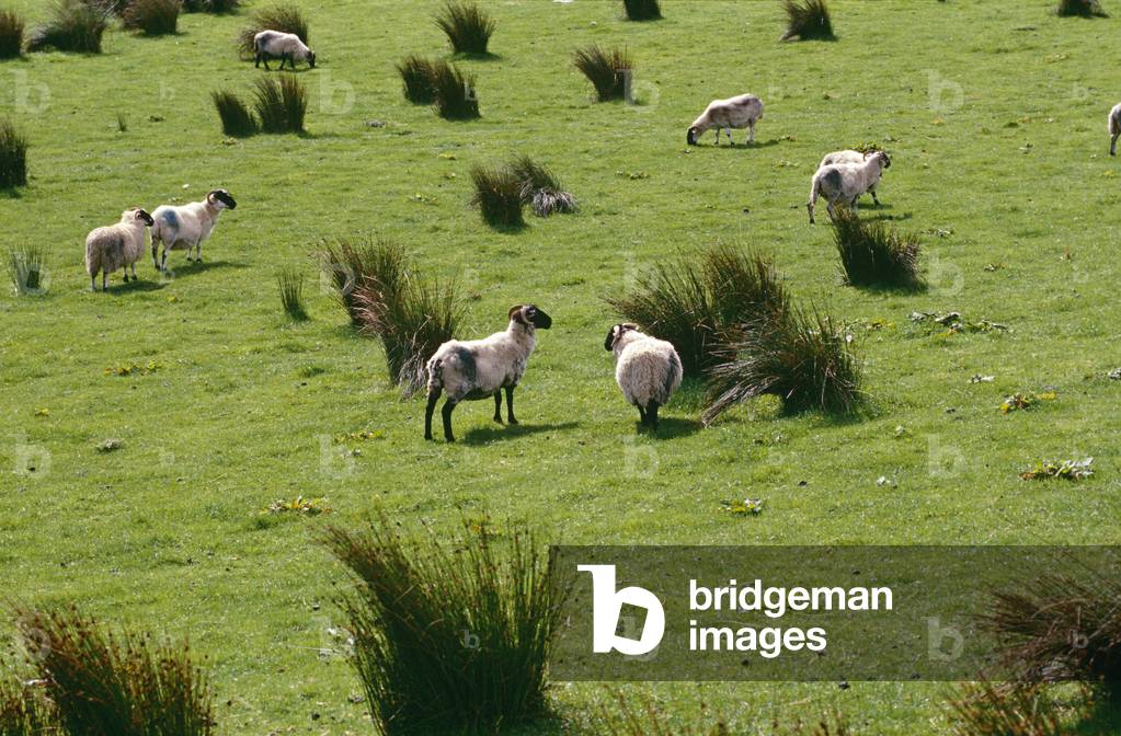 Pecore in campo, Irlanda (foto)