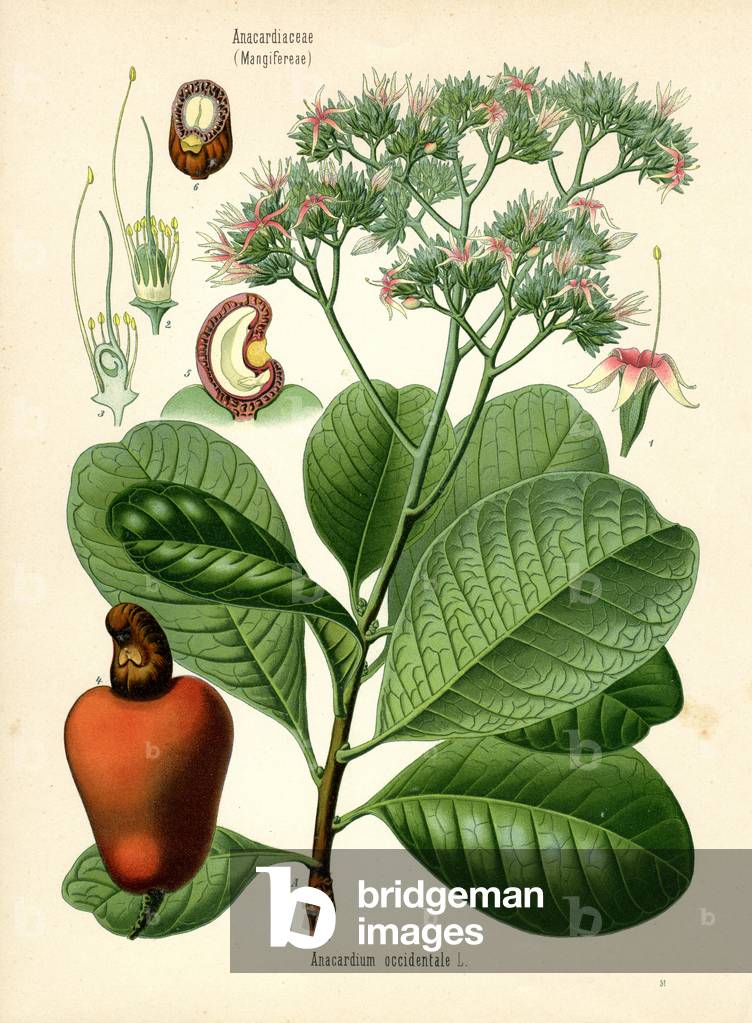Arbre de noix de cajou (coloris litho)