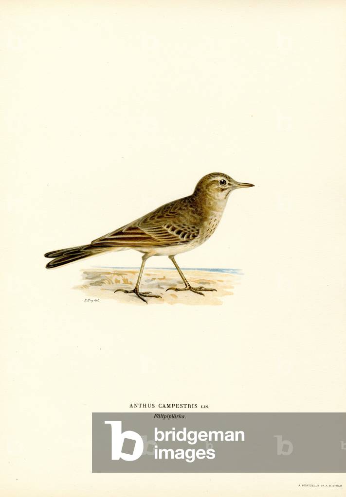 "Tawny Pipit (Farbe litho)" von Ferdinand Wright