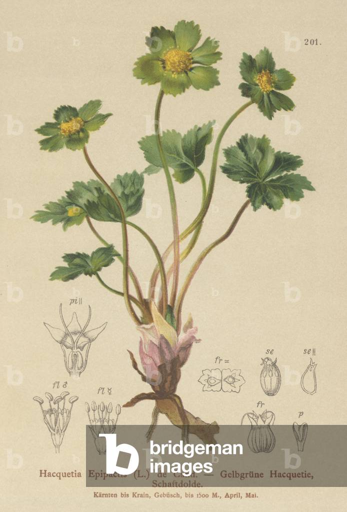 Hacquetia (Hacquetia Epipactis) (colour litho) by German Artist