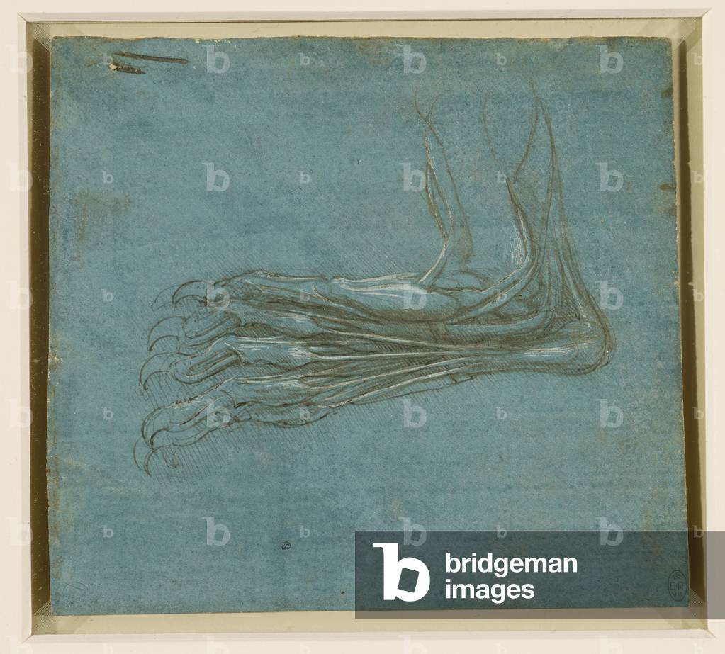 Immagine di Disegno "Piede di orso", c.1488-90 di Leonardo da Vinci