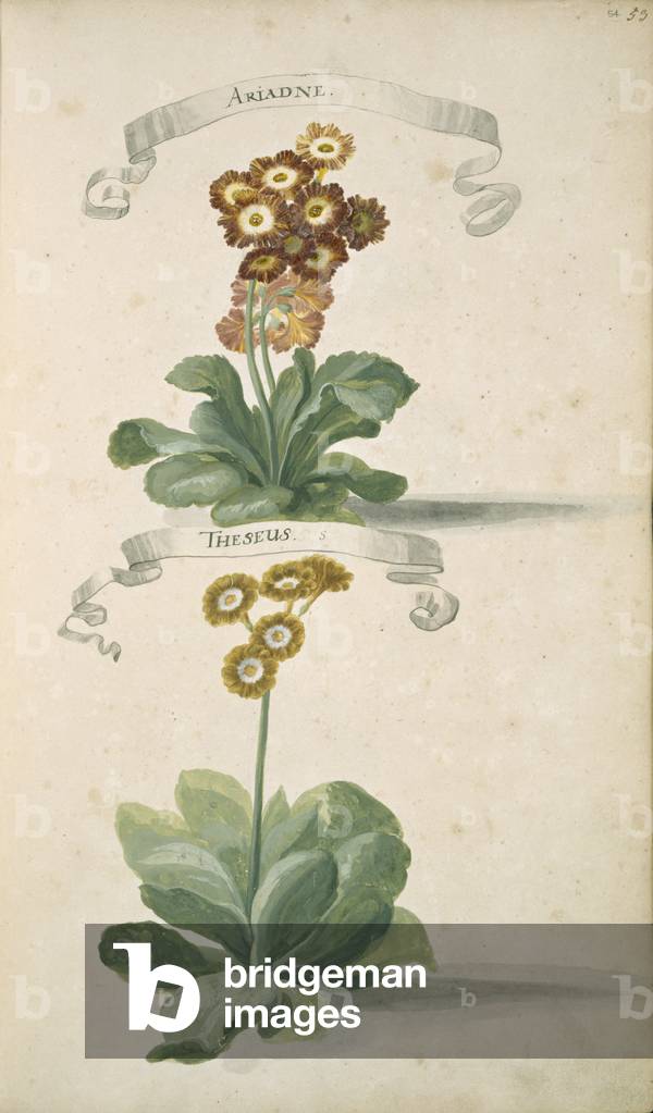 Auricula sp.