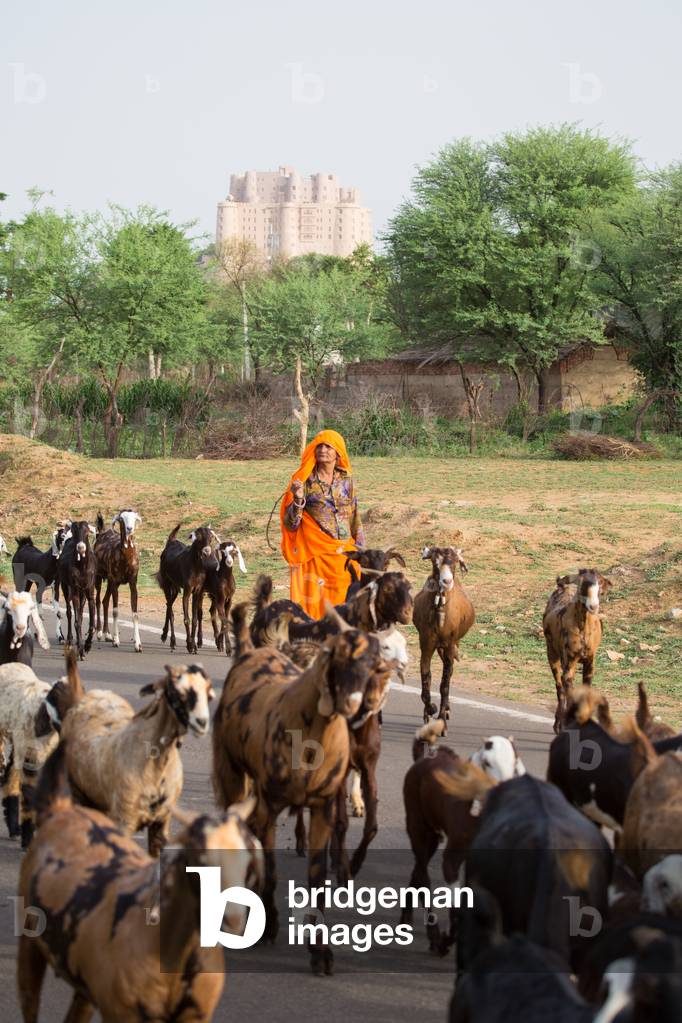 Goat herder with goats in front of view of Alila Fort Bishangarh, Jaipur, Rajasthan, India, June 2018 (photo)