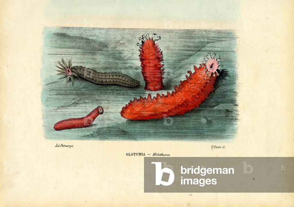 Seegurke, 1863-79 (Farbe litho)