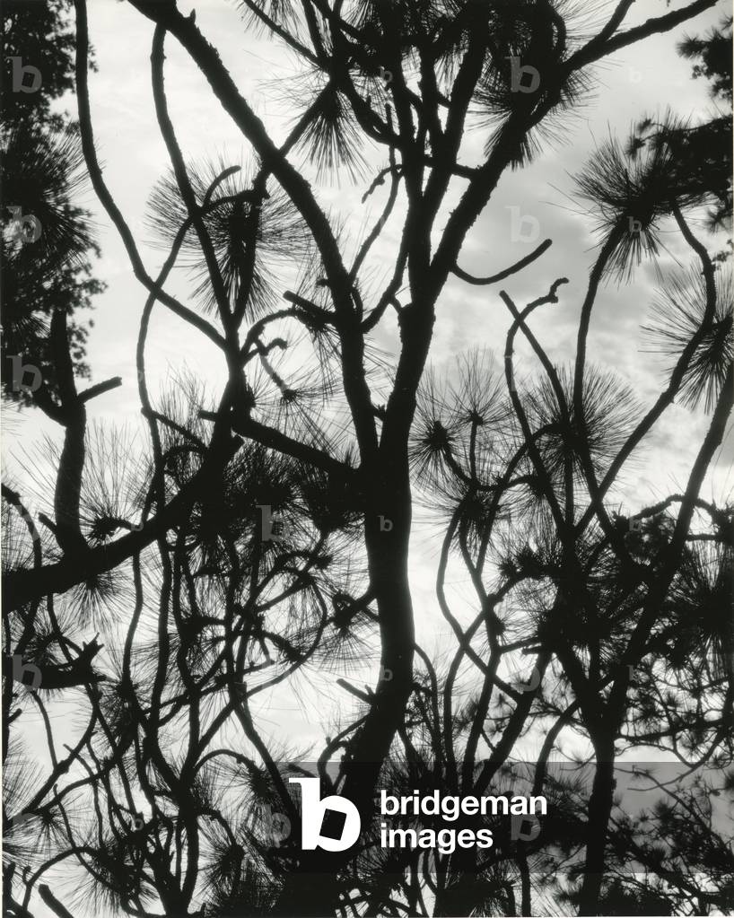 Bild von Fotografie "Baum und Schnee" 1964 von Brett Weston