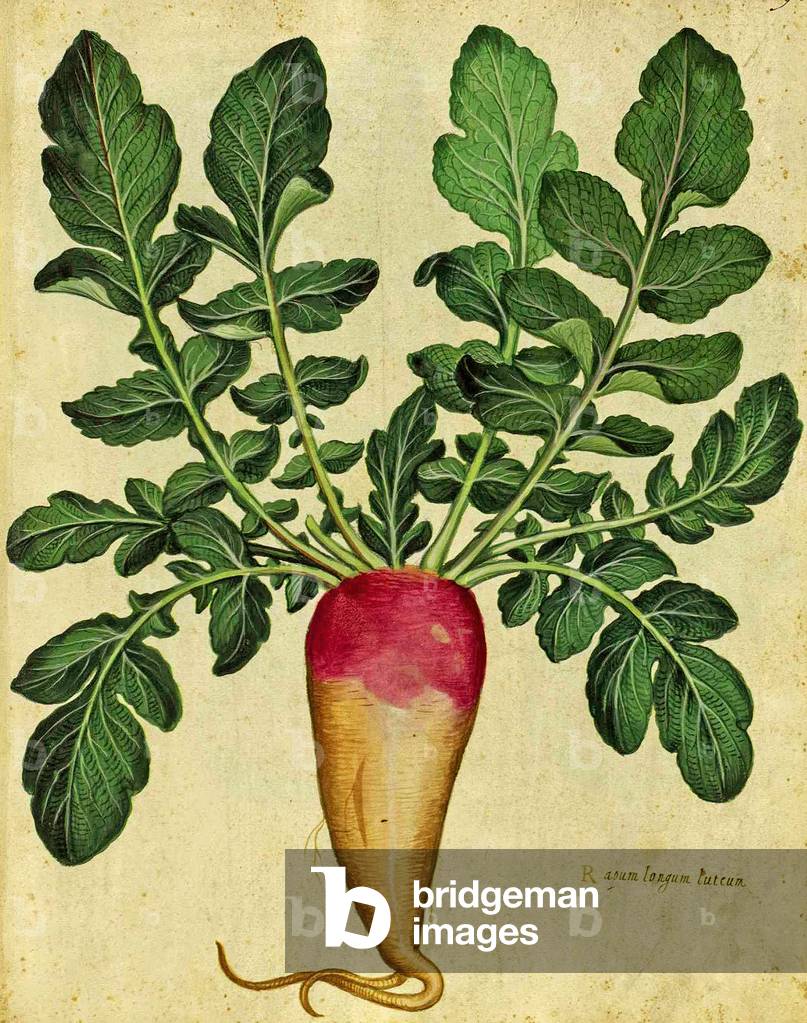 Long Turnip by Ulisse Aldrovandi (1522 – 1605) plate published in "Piante Fiori Frutti" (hand coloured engravi
