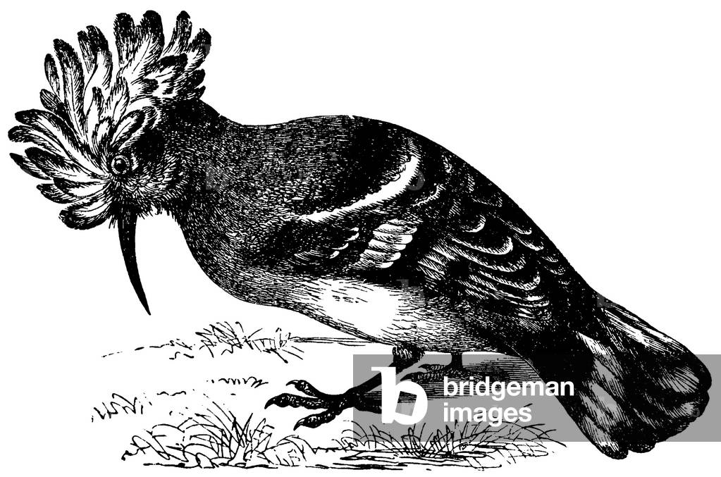 Hoopoe