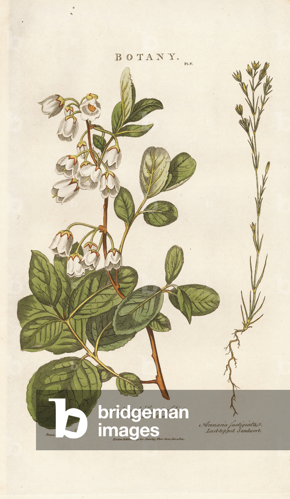 Andromède et Sandwort, 1813 (gravure)