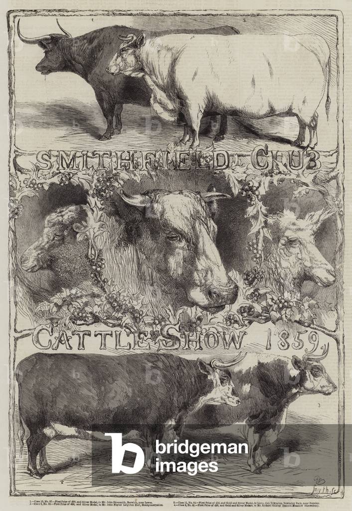 "Smithfield Club Bestiame Mostra" di Harrison William Weir, b/w
