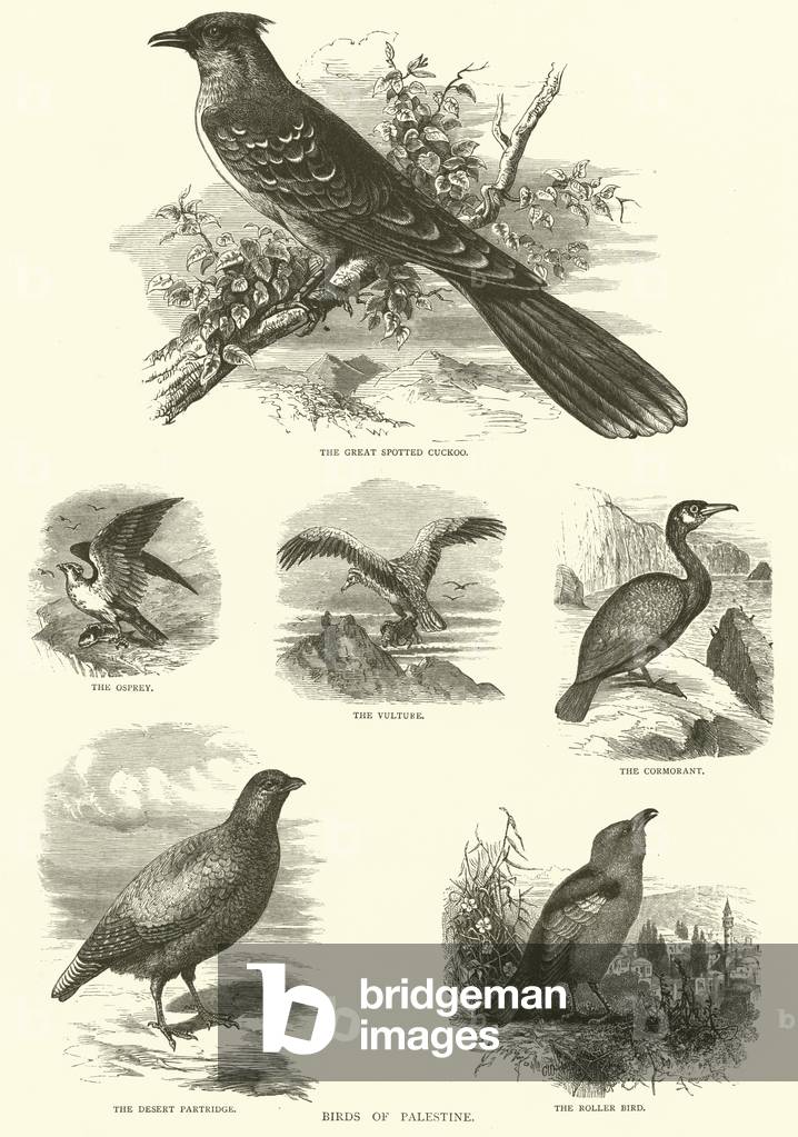 Vögel von Palästina (Gravur)