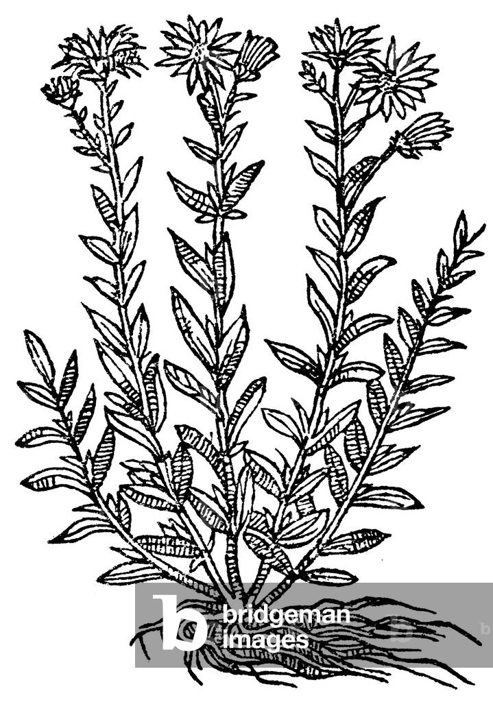 Aster