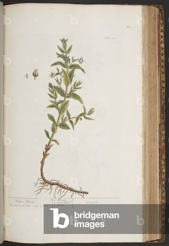 Immagine di Incisione "Piatto 411" 1737 di Elizabeth Blackwell