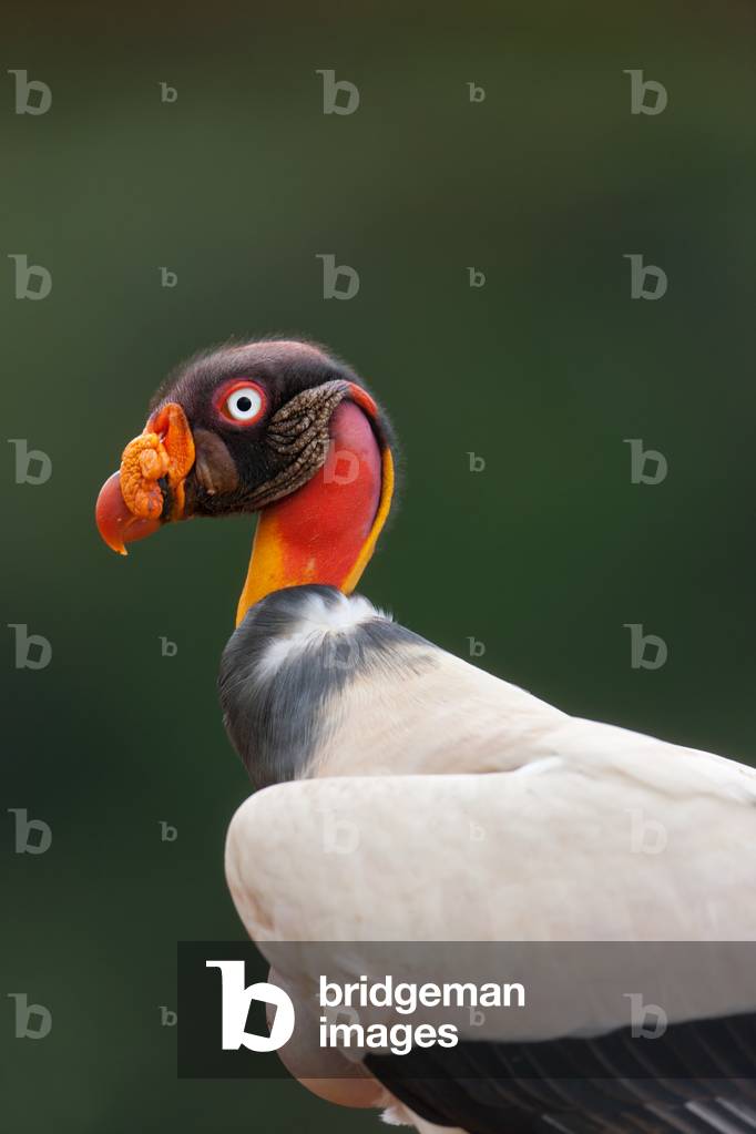King Vulture (Sarcoramphus papa) 2011