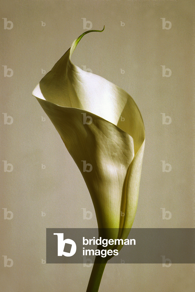 Immagine di Fotografia "Giglio di Calla in bronzo" di Harold Feinstein