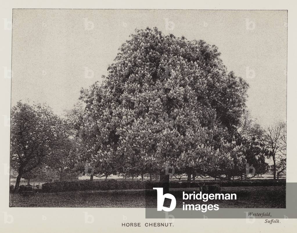 Immagine di Fotografia "Alberi britannici: Chesnut Cavallo" di Stanhope Alfred Tollemache