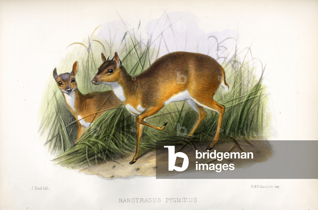 Image of Print depicting Royal Antelope (print) 1833