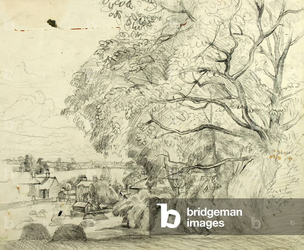 Bild von Zeichnung "Large Tree and Hayfield (Bleistift auf Papier)" von John Aldridge
