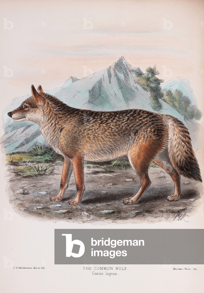 Lupo comune, 1890 (lastra)
