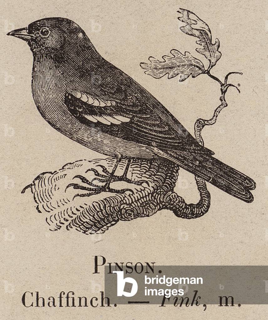 "Le Vocabulaire Illustre: Pinson; Chaffinch; Fink (incisione)" 1873 di European School