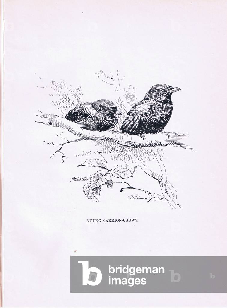 Image de Estampe représentant Young Carrion Crows (litho) 1896 par Roland Green