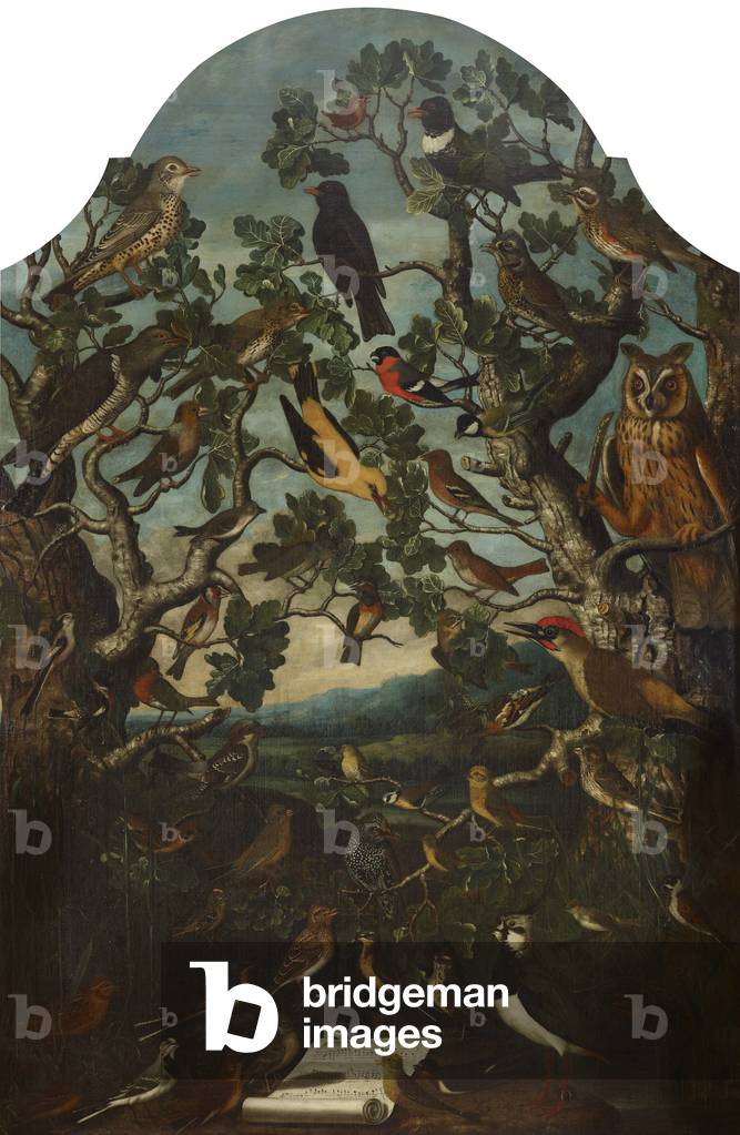 Immagine di Dipinto "Birds of Britain (concerto di canto uccelli in due alberi" di Flemish School