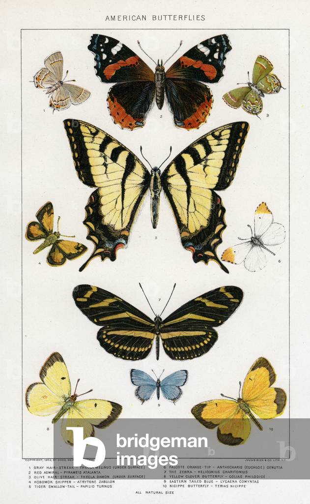 Immagine di Stampa "Farfalle americane di Julius Bien" 1879 di Julius Bien