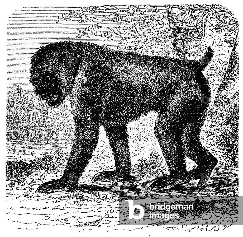 Image of Engraving depicting Mandrill, b/w
