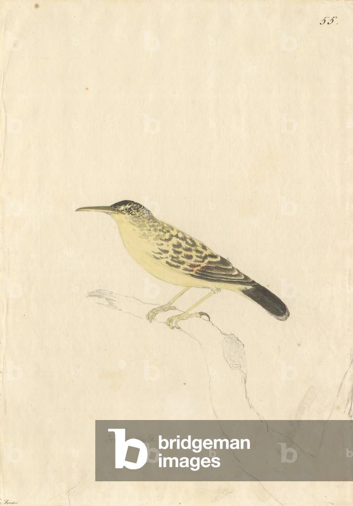 Acrocephalus caffer
