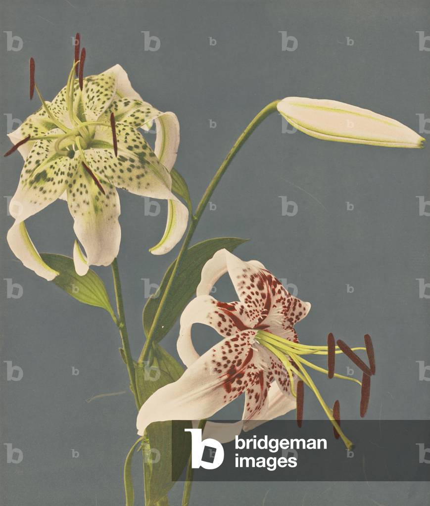 Image of Print depicting Lilies 1897 by Isshin) Ogawa
