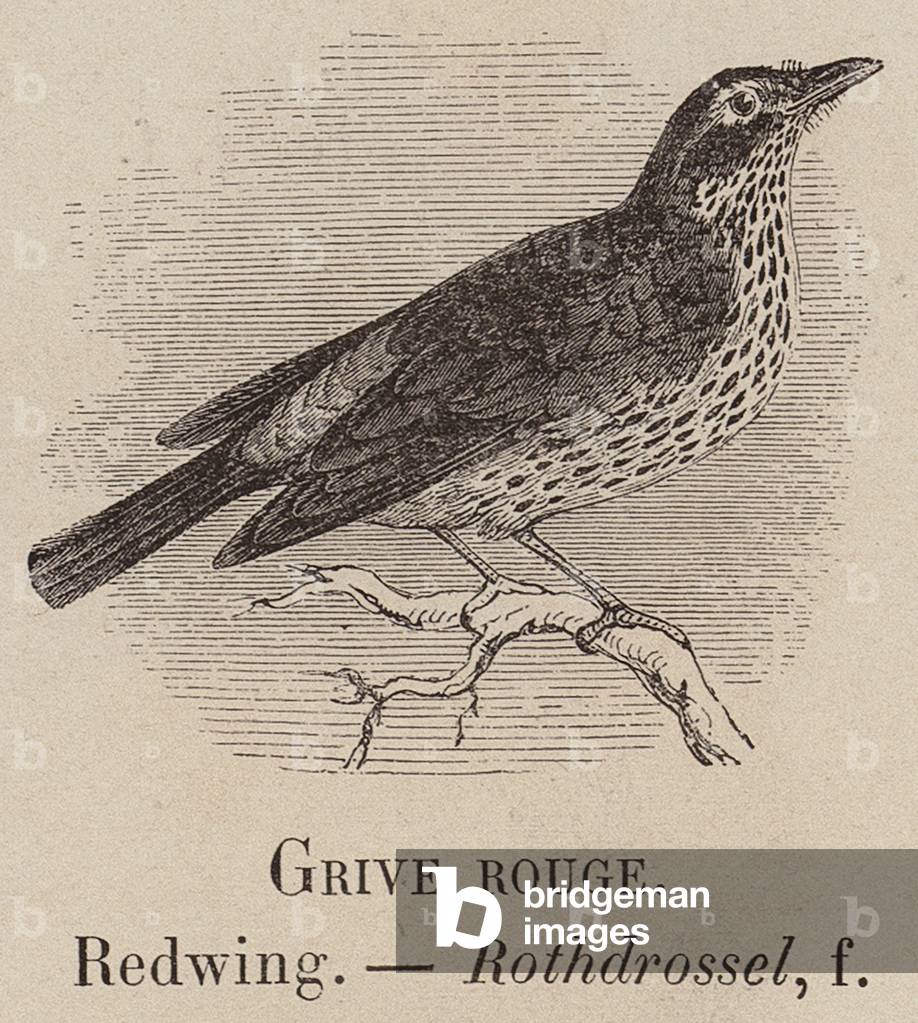 "Le Vocabulaire Illustre: Grive rouge; Redwing; Rothdrossel (incisione)" 1873 di European School