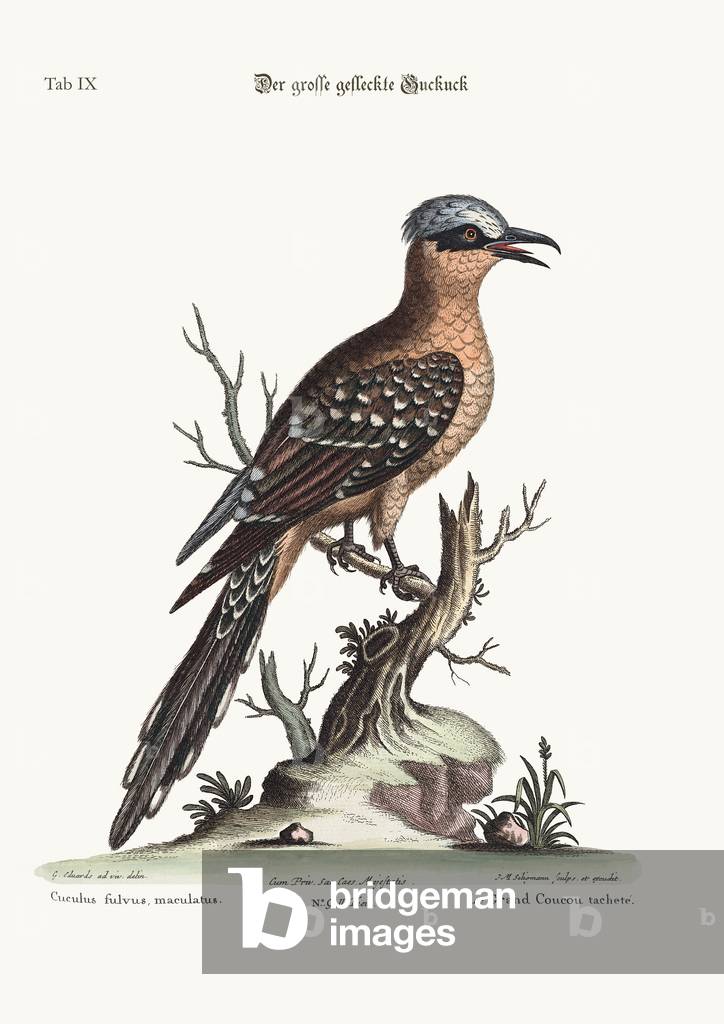 Bild von Gravur "The great spotted Cuckow" von George Edwards