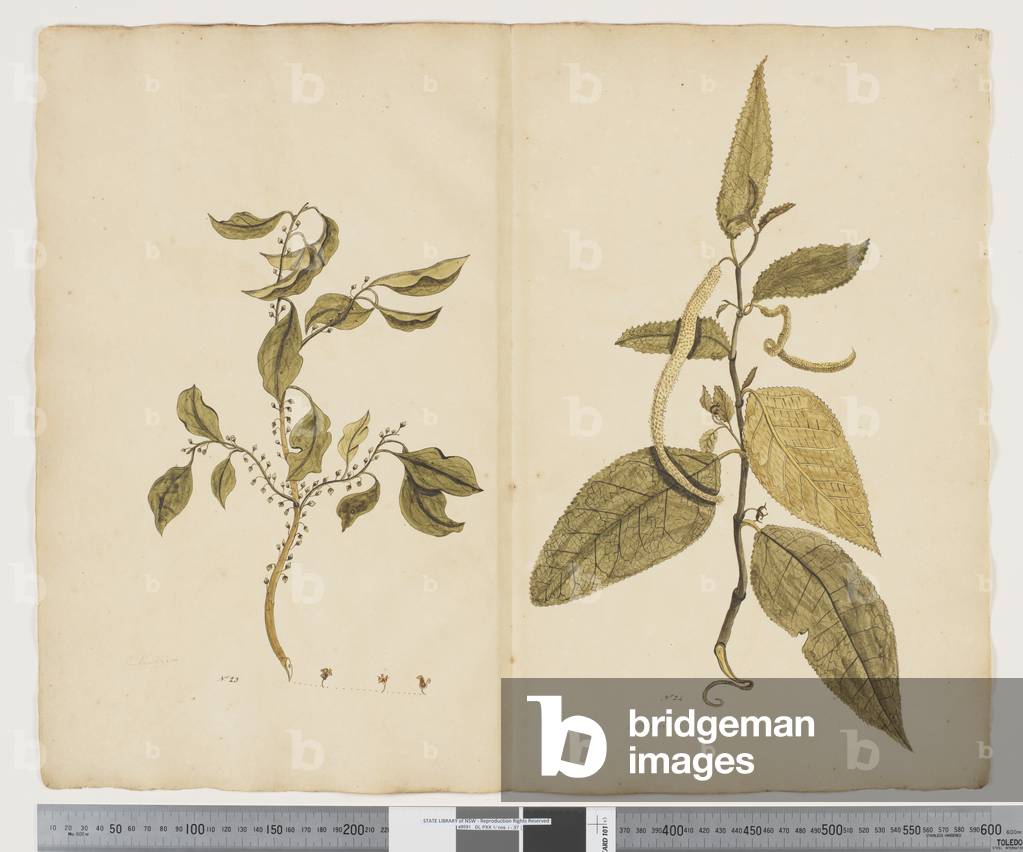 "F.16 Hymenanthera latifolia; Streblus pendulinus" 1790 von John Doody