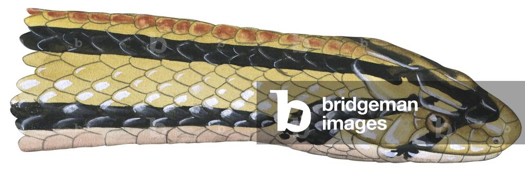 Serpente Kukri