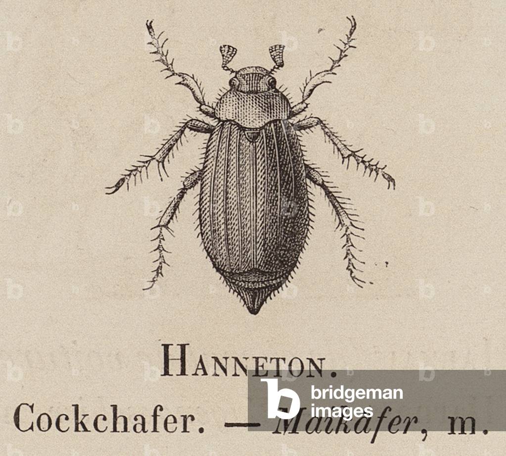 Le Vocabulaire Illustre: Hanneton; Cockchafer; Maikafer (engraving)