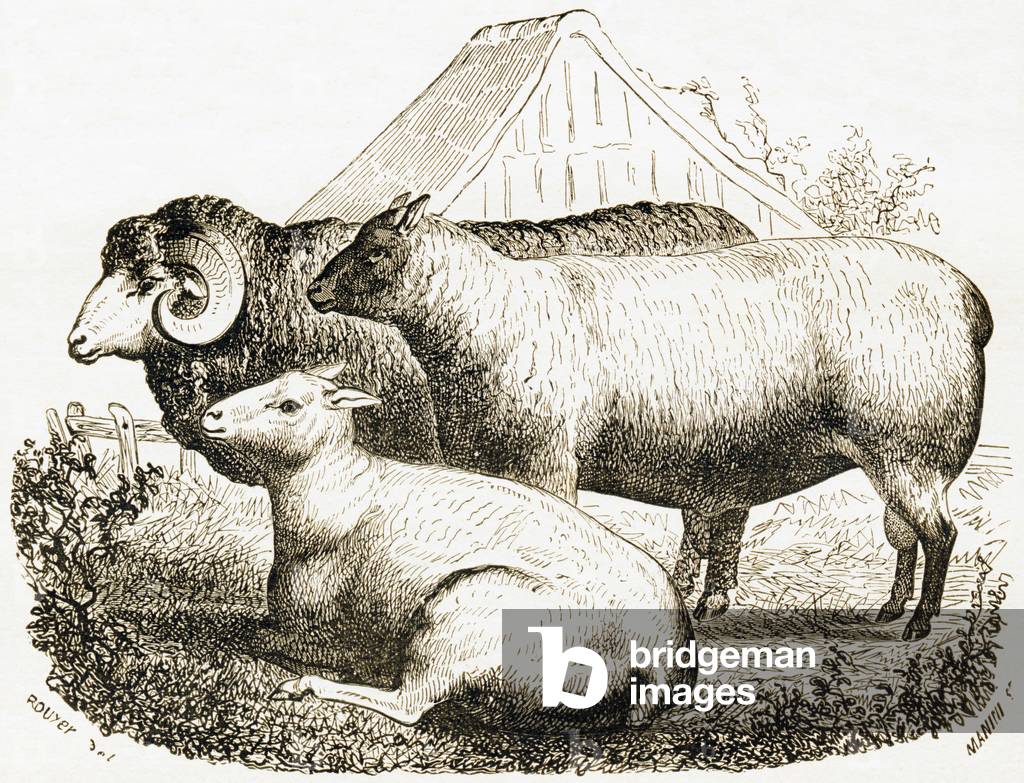 Bild von Gravur "Das Charmoise-Schaf" 1892