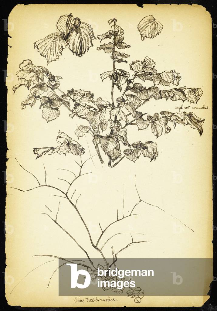 Immagine di Disegno "Rami di nocciola e tiglio (penna e inchiostro su carta)" di Charles Cyril Mahoney, b/w