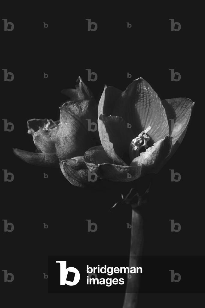 Untitled, 2019 (fotografia)