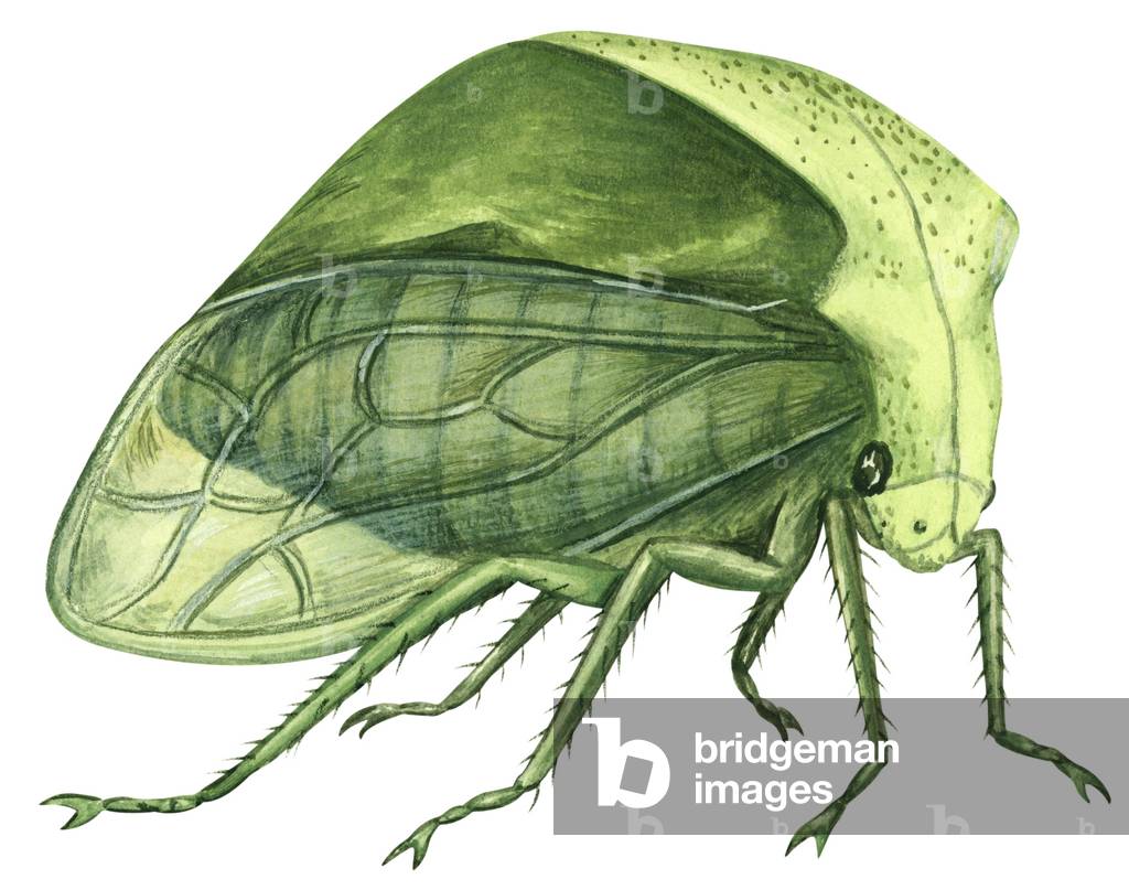 Treehopper