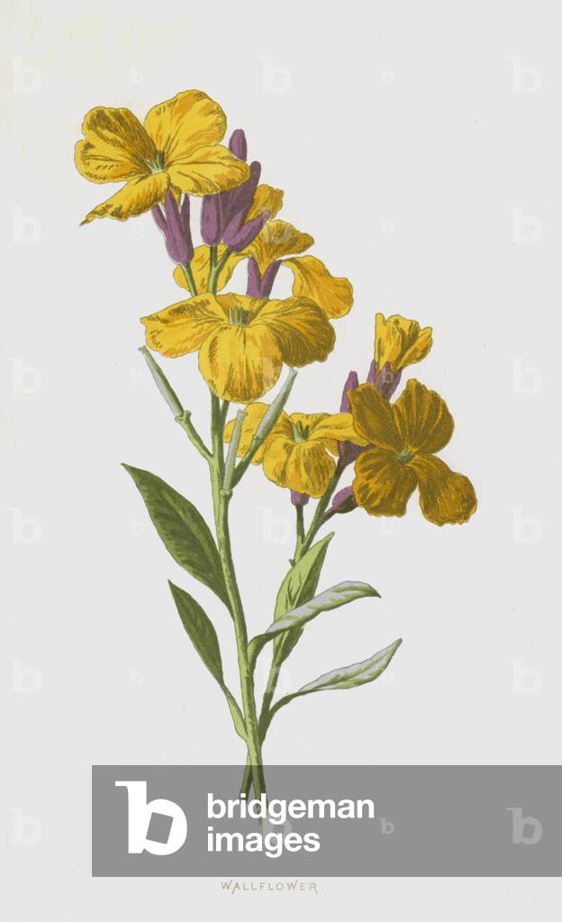 "Wallflower (cromolito)" di Frederick Edward Hulme
