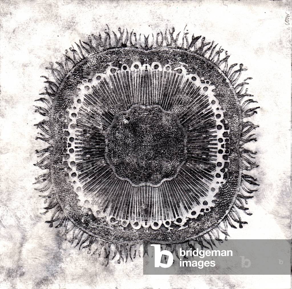 Plant Cells, 2019 (dry point etching)