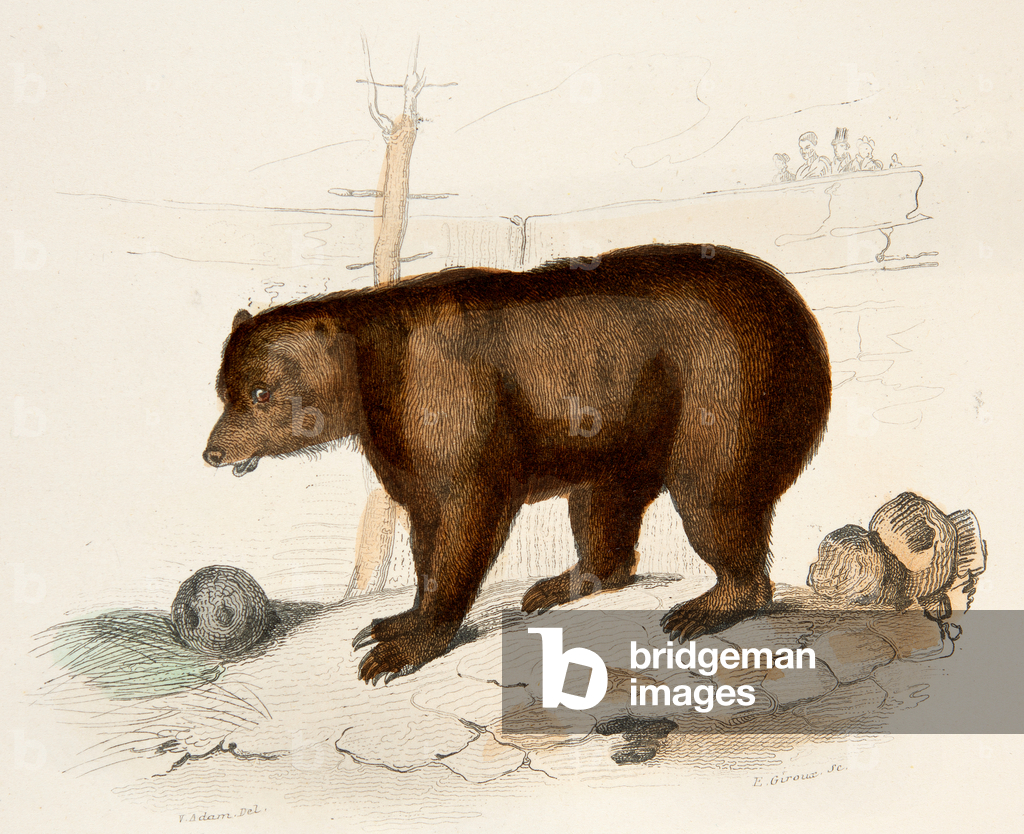 Bild von Gravur "der Bär" 1701