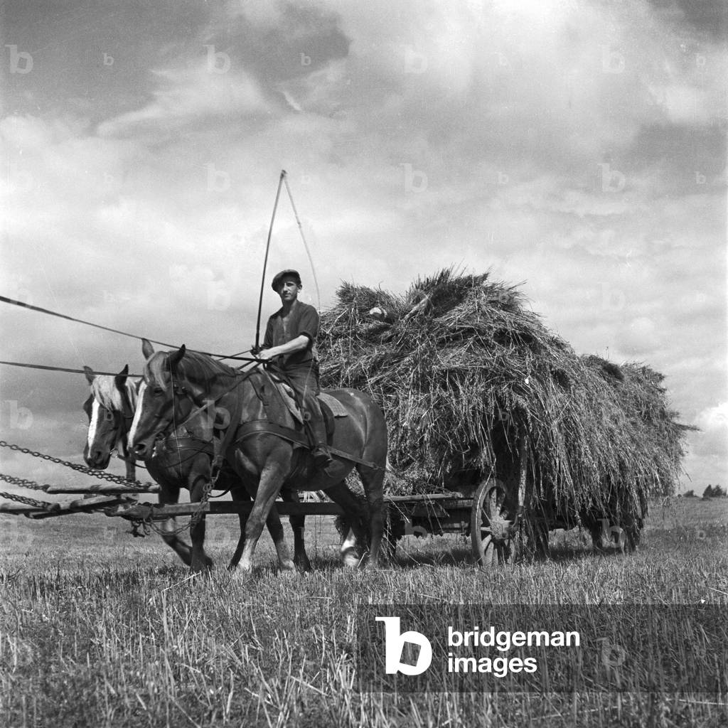 Harvestin foin en Mazurie en Prusse orientale, Allemagne des années 1930 (photo b/w)