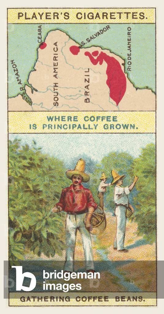 Coffee Beans (chromolitho) by English Artist