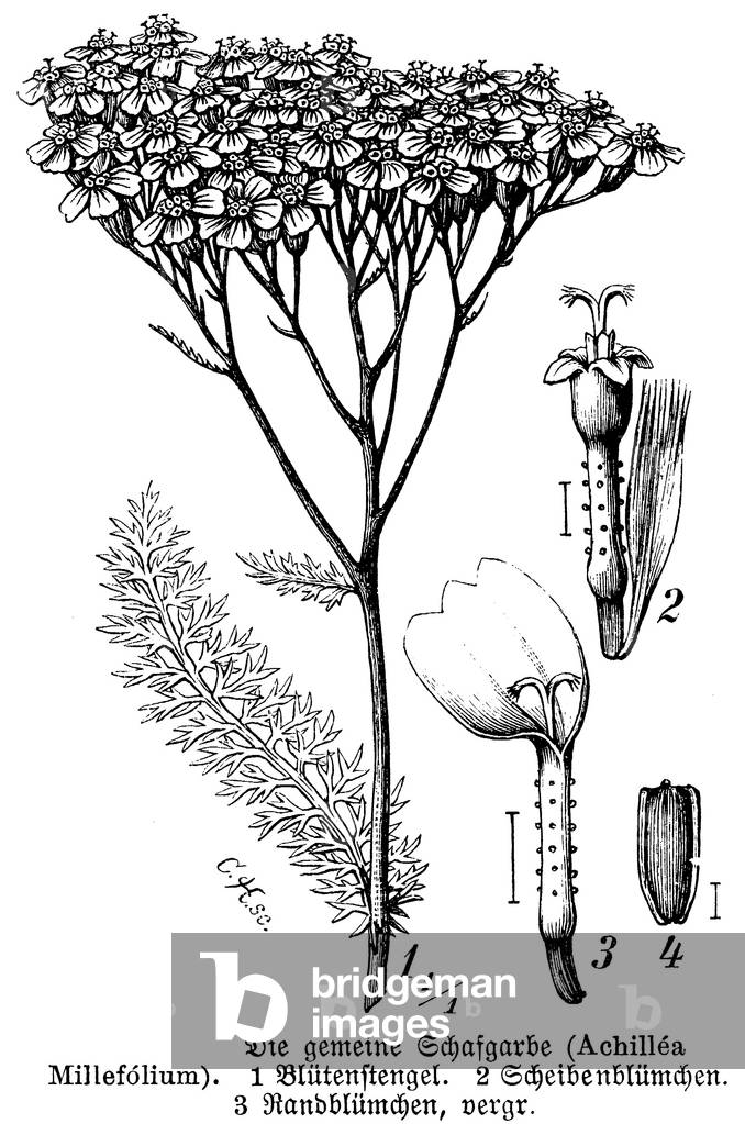 Immagine di Incisione "Achillea", b/w