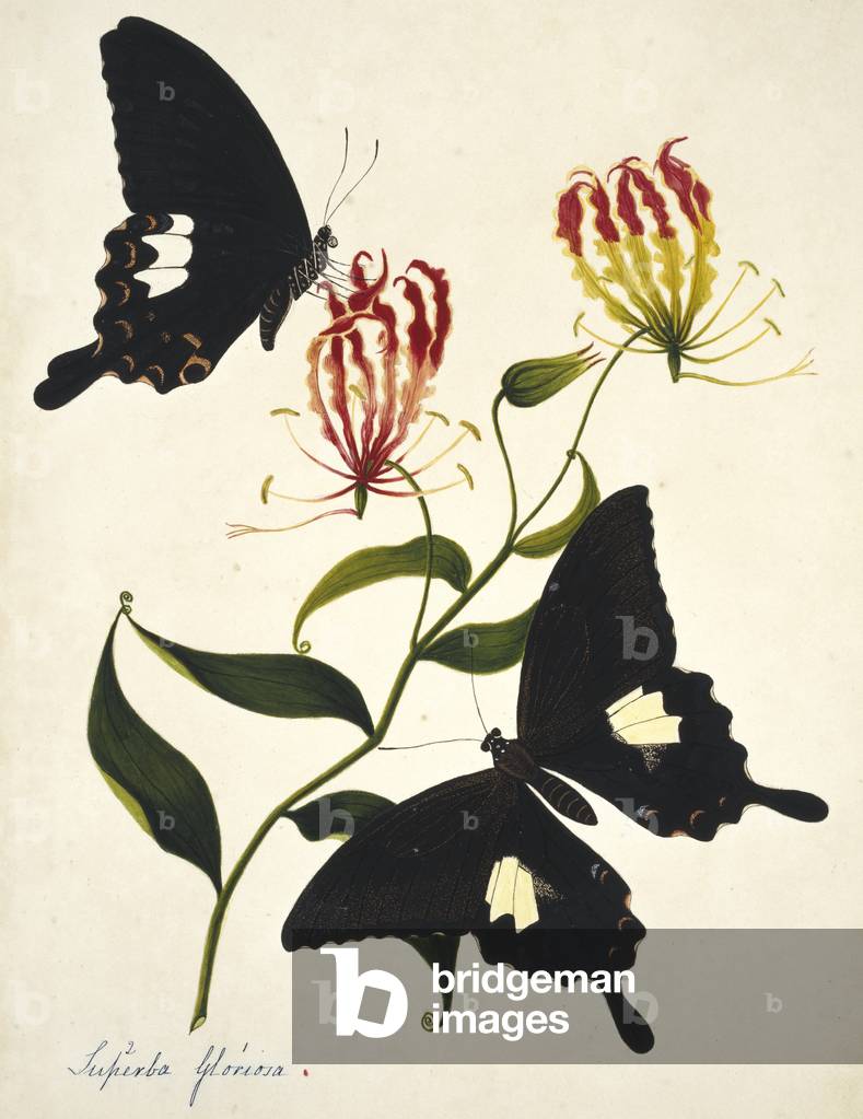 Bild von Gravur "Gloriosa superba" 1801 von Margaret Bushby Lascelles Cockburn