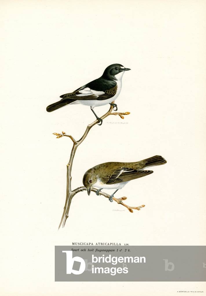 "Pigliamosche Pied (colore lito)" di Ferdinand Wright