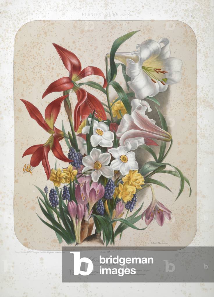 "Ein Blumenstrauß mit Lilien"