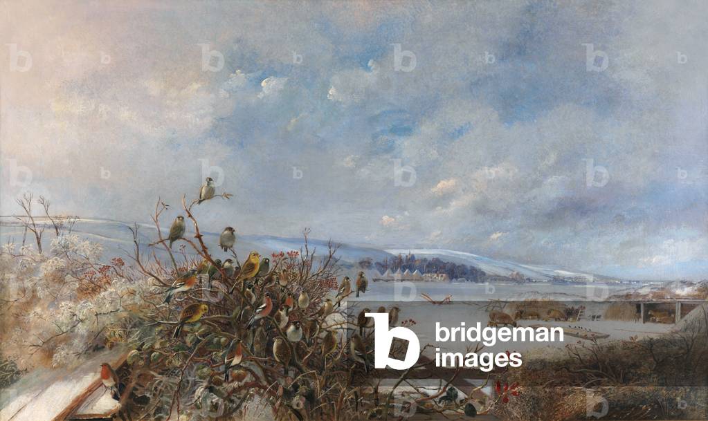 Robin French Rapper Image of Uccelli di una piuma (olio su tela) by Baldwyn, Charles Henry ...